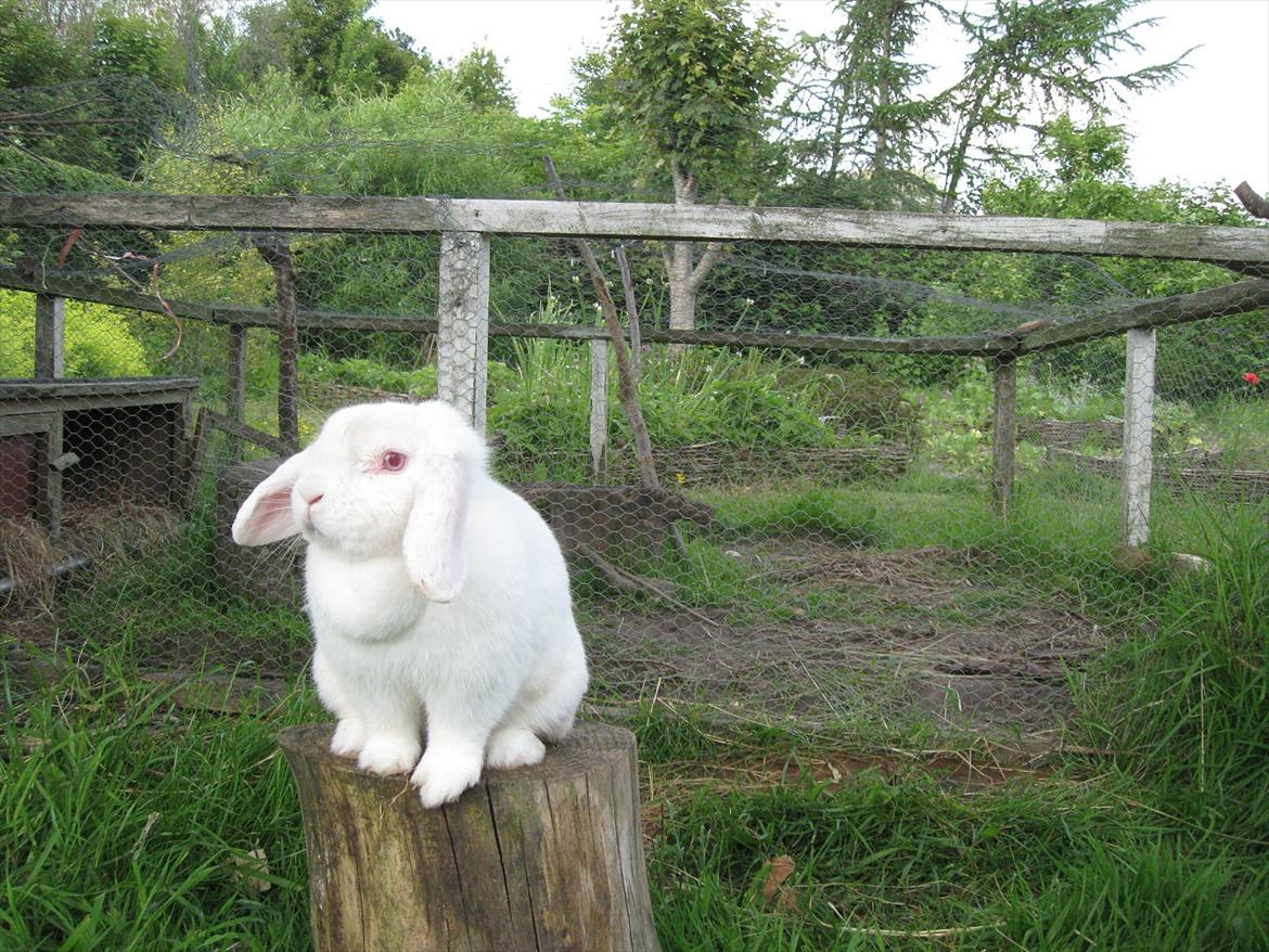 Kanin Snefnug RIP † :'(  - Fotomodel du er så smuk!! <3 billede 7