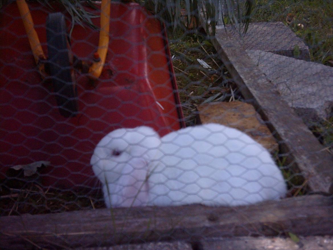 Kanin Snefnug RIP † :'(  billede 8