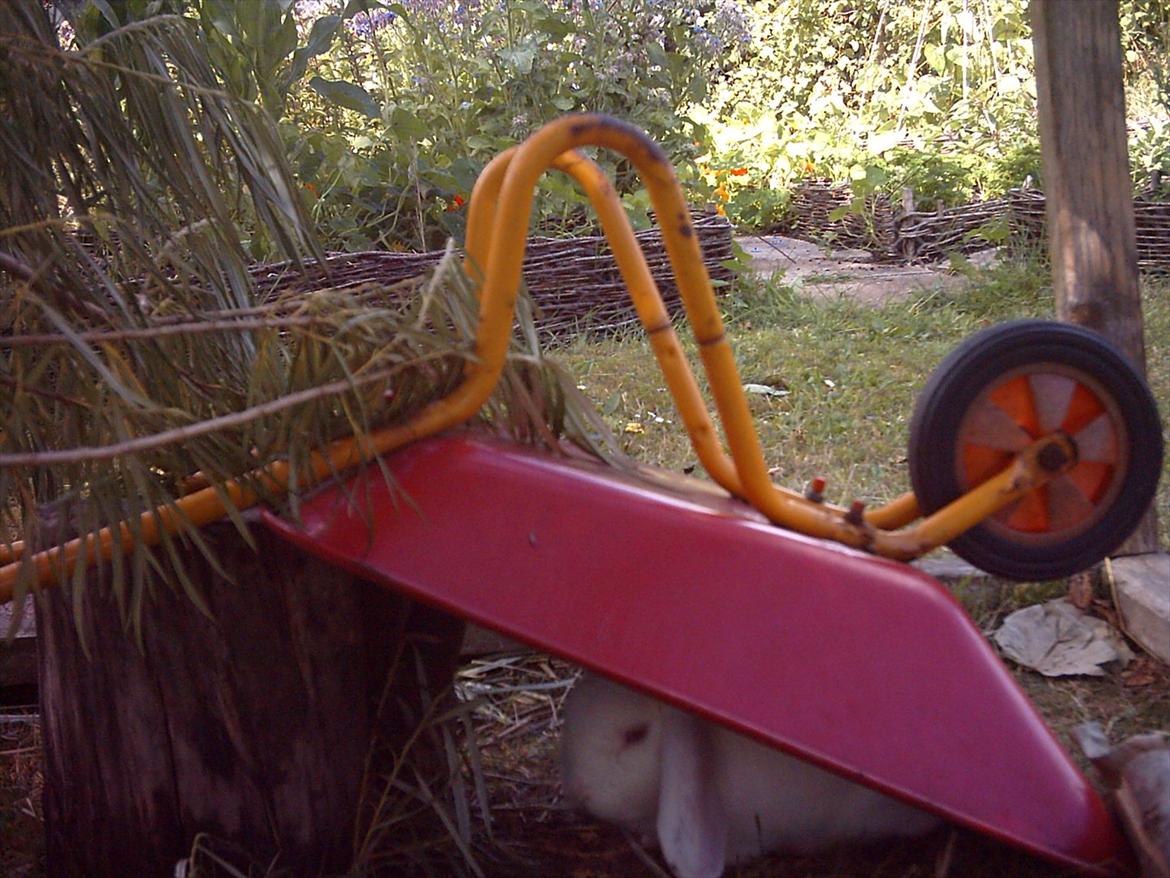 Kanin Snefnug RIP † :'(  - Dejlig med noget skygge billede 9