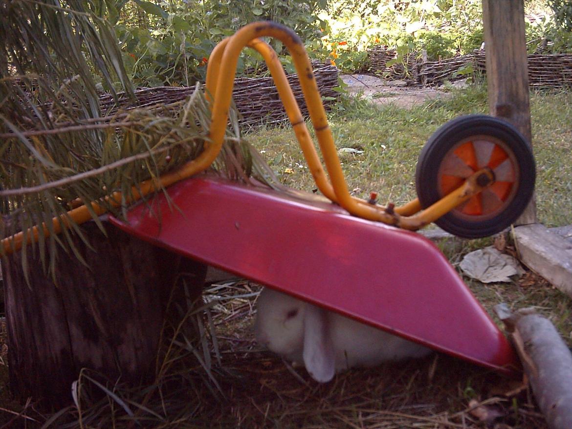 Kanin Snefnug RIP † :'(  billede 10