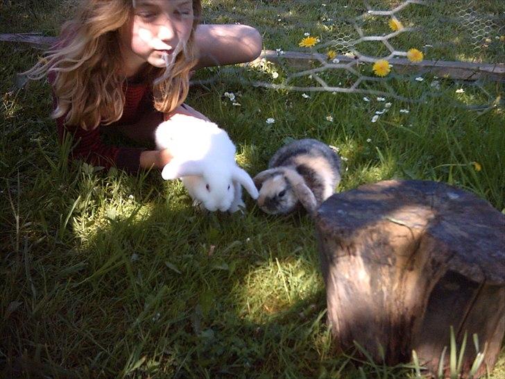 Kanin Tigerlil billede 2