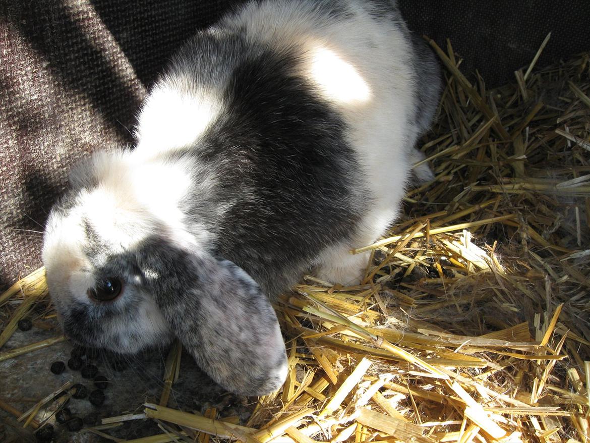 Kanin Tigerlil billede 3