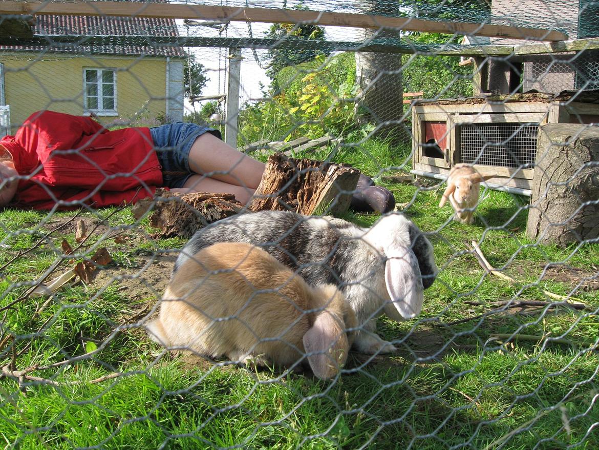 Kanin Tigerlil billede 4