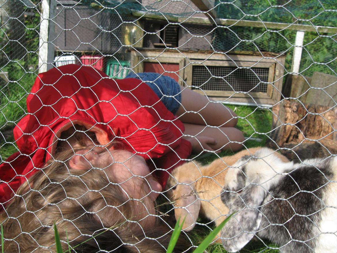 Kanin Tigerlil - hvorfor ligger du der? billede 5