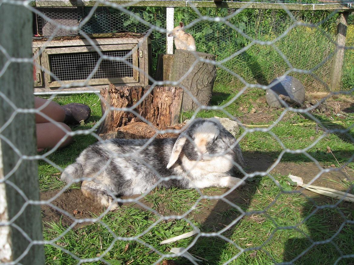 Kanin Tigerlil - det kan være hårdt med alle de unger ;) billede 6