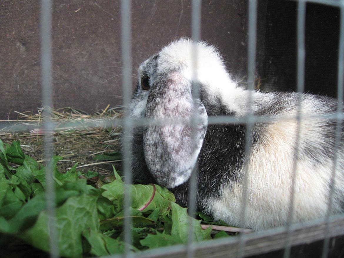 Kanin Tigerlil billede 7