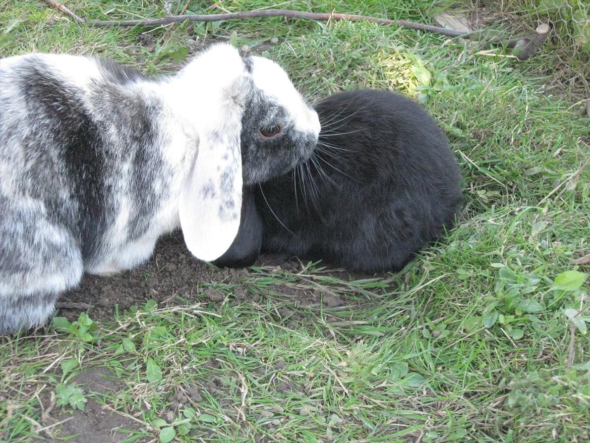 Kanin Tigerlil billede 8