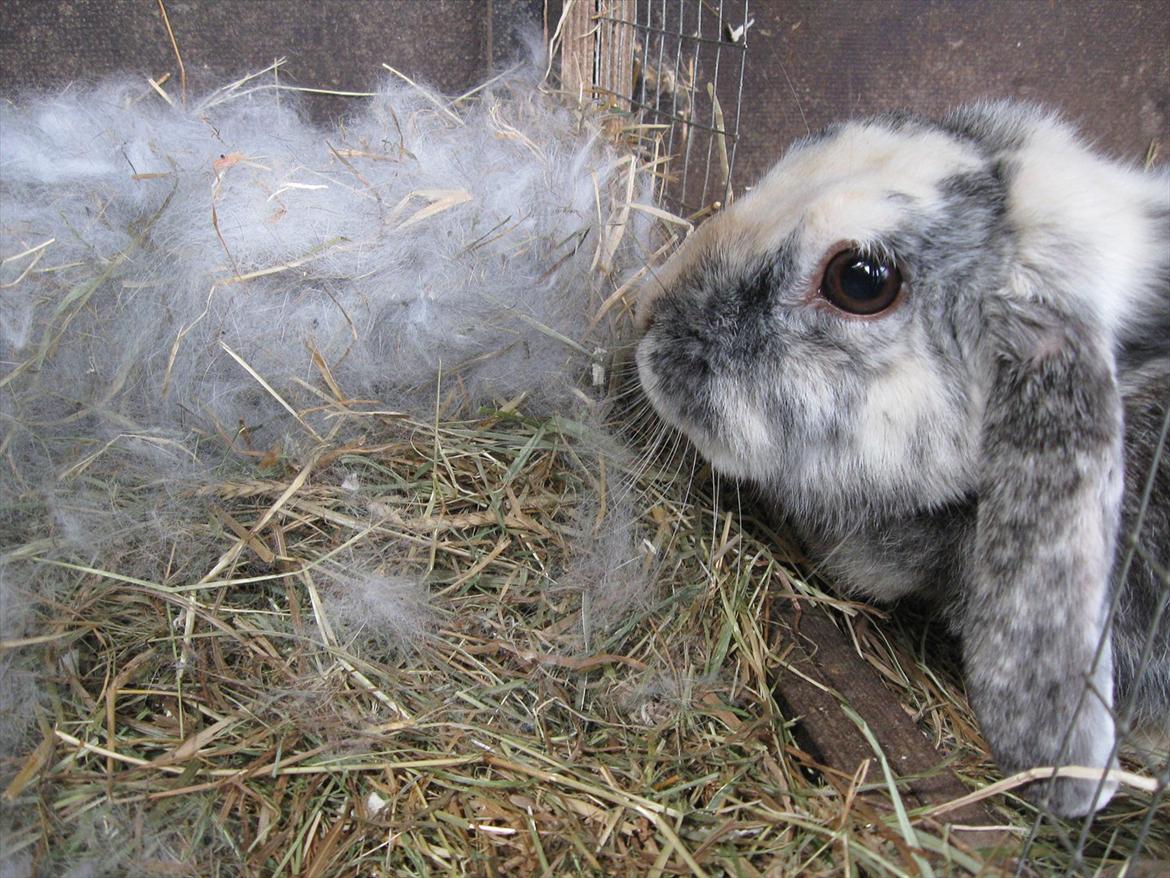 Kanin Tigerlil - Tigerlil passer godt på hindes unger :D billede 9