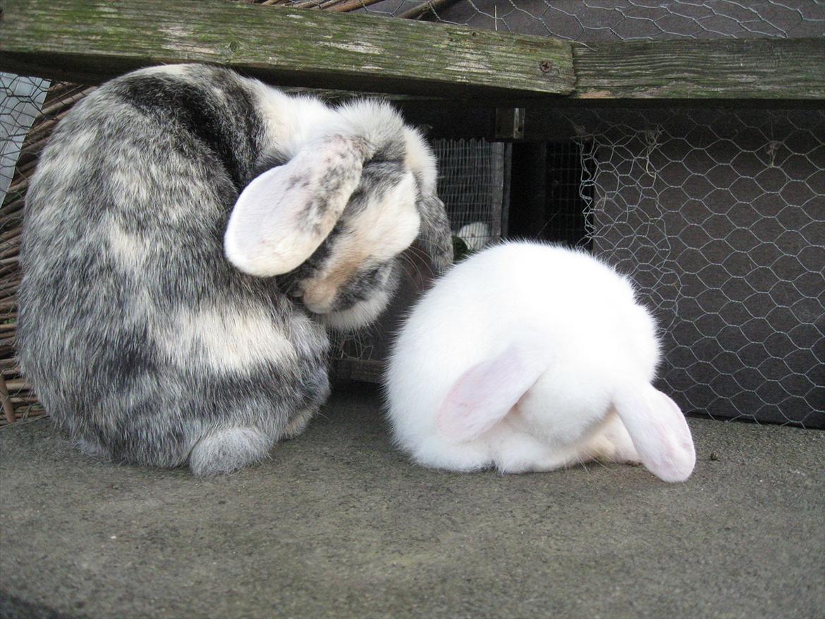 Kanin Tigerlil - mor og datter ;) billede 10
