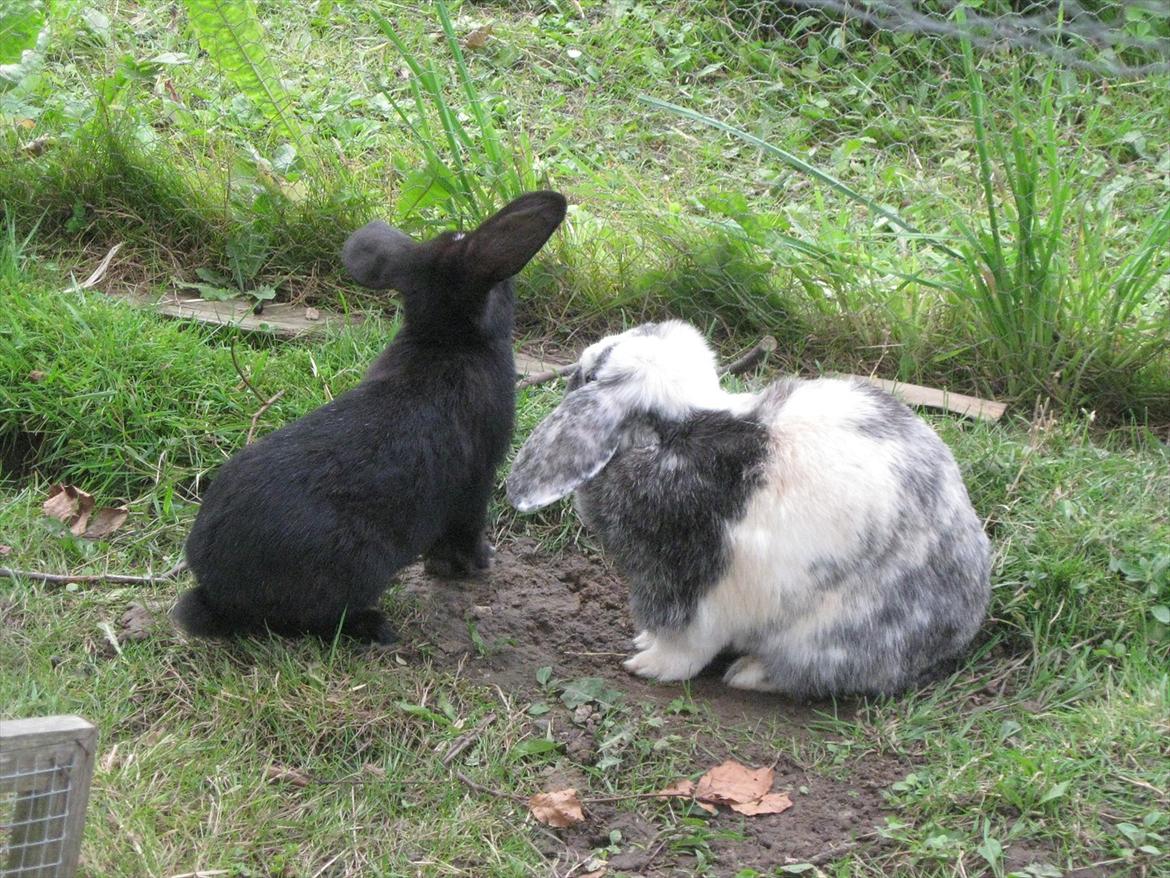 Kanin Tigerlil - hvad har du fået øje på? billede 11