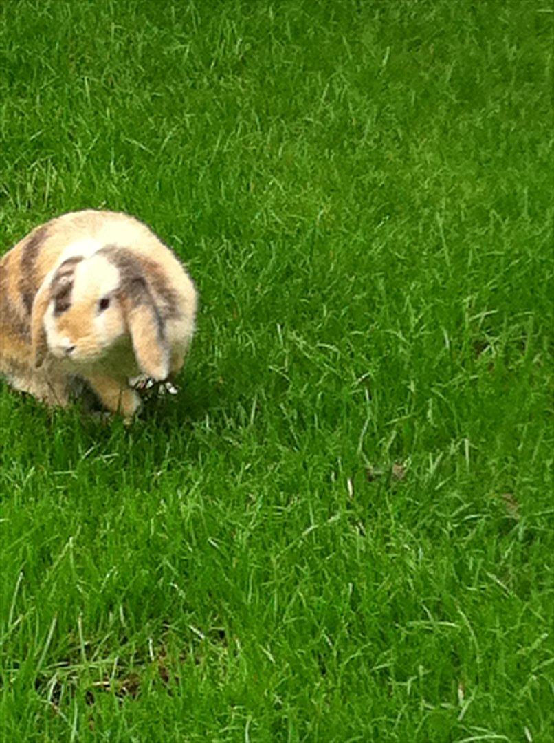 Kanin Gnaske - første gang i haven<3 billede 9