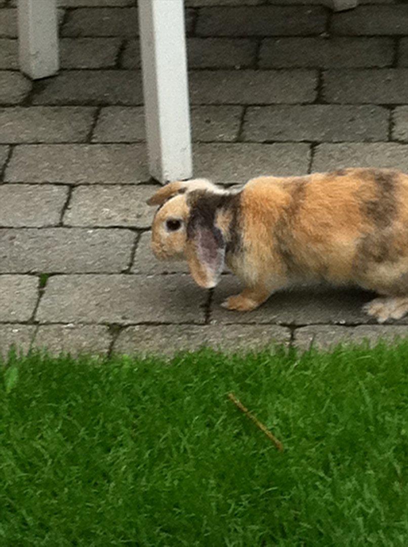 Kanin Gnaske billede 10