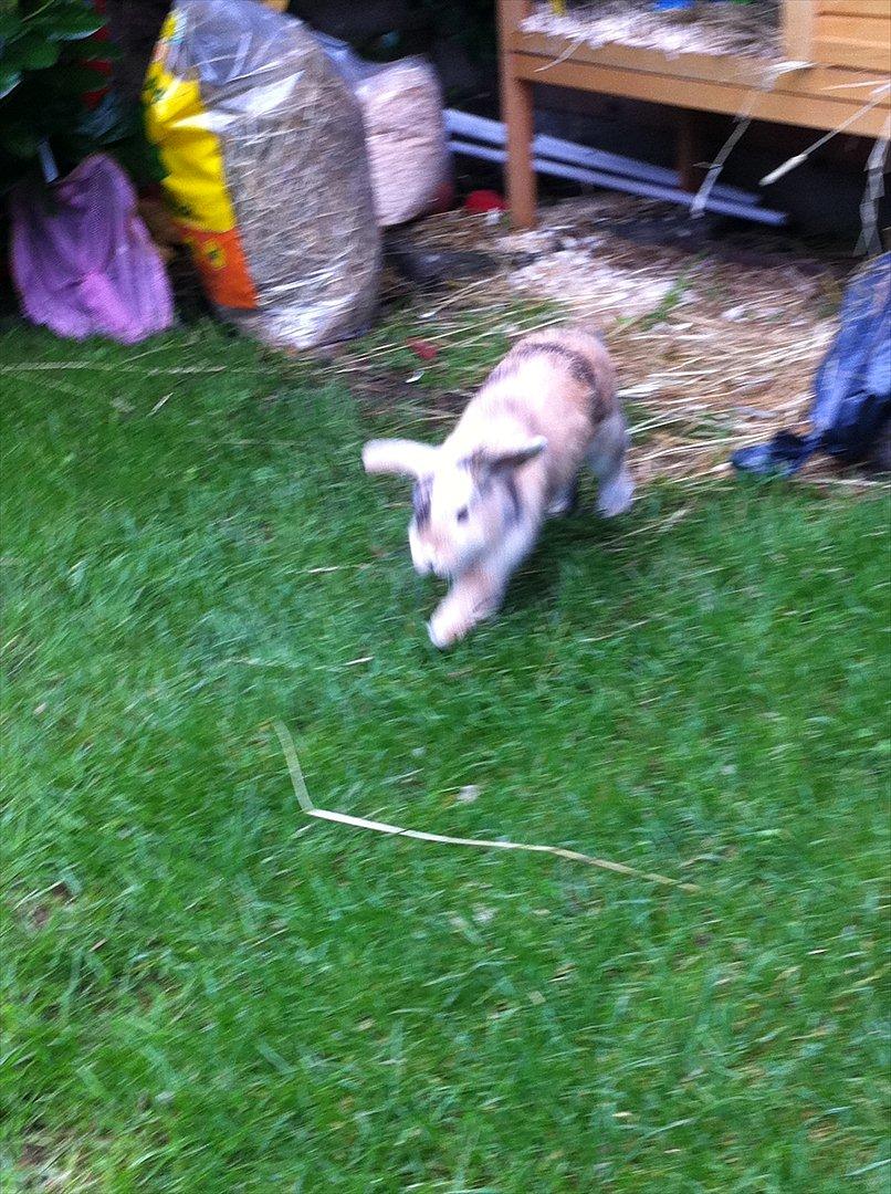 Kanin Gnaske billede 11