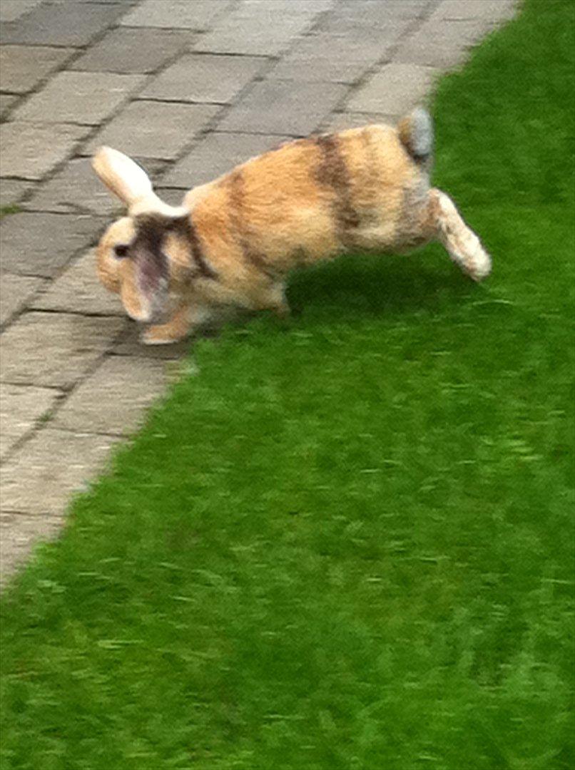 Kanin Gnaske billede 12