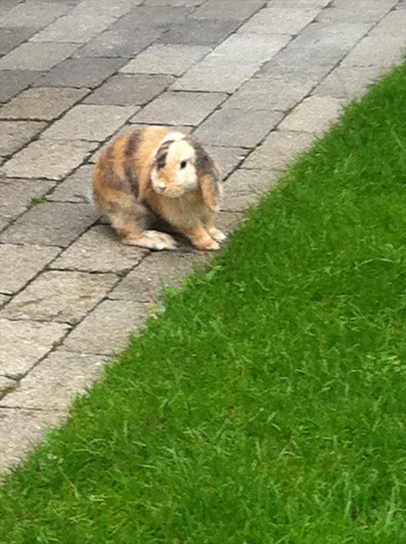 Kanin Gnaske billede 13