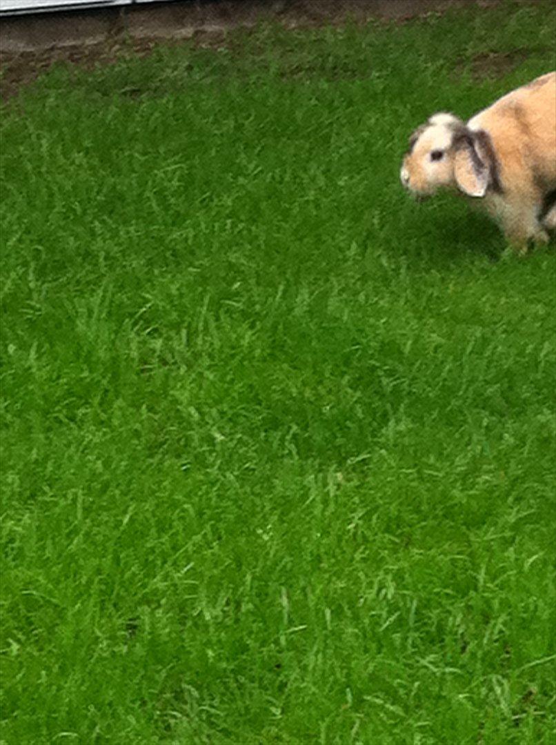 Kanin Gnaske billede 14