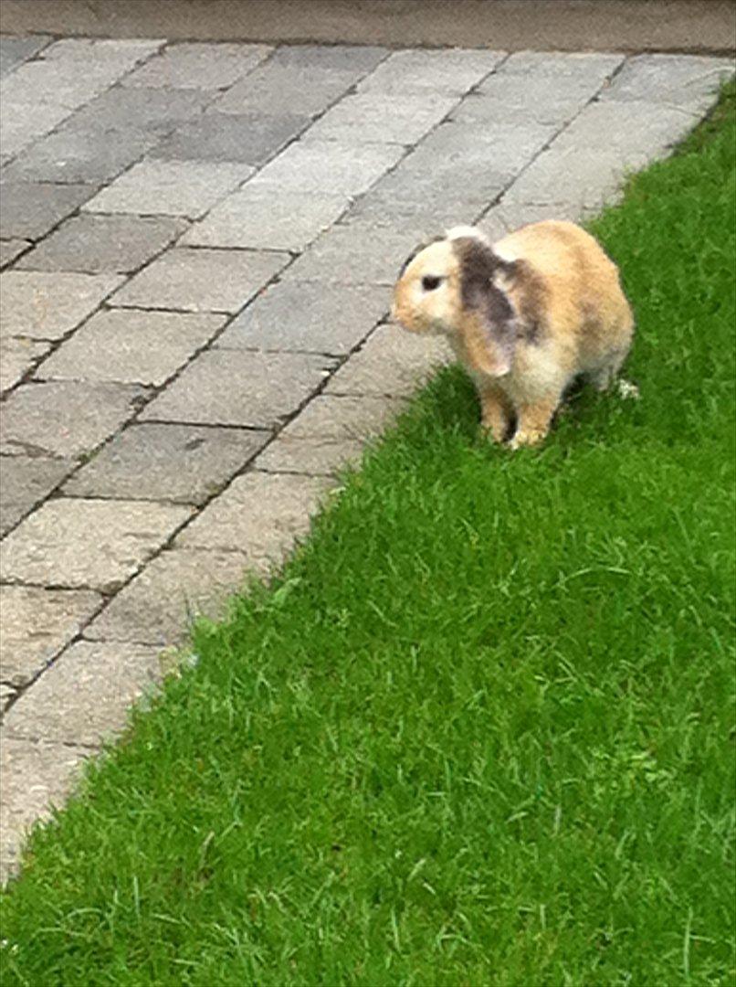 Kanin Gnaske billede 15