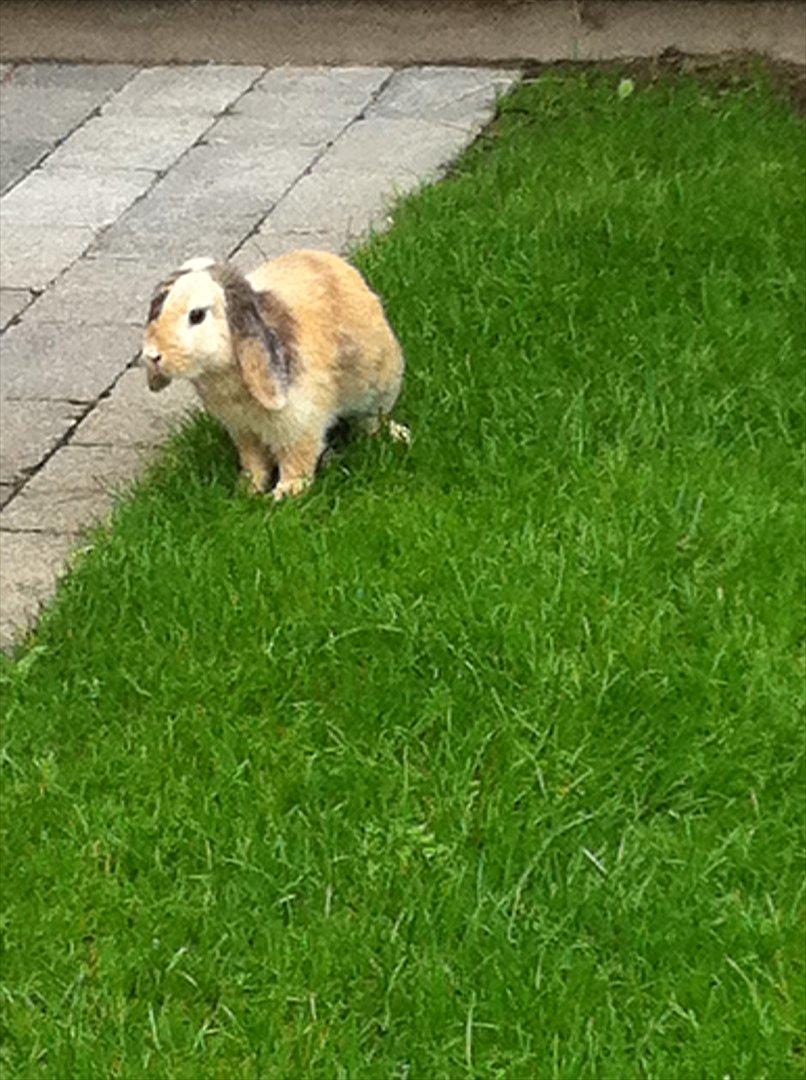 Kanin Gnaske billede 16