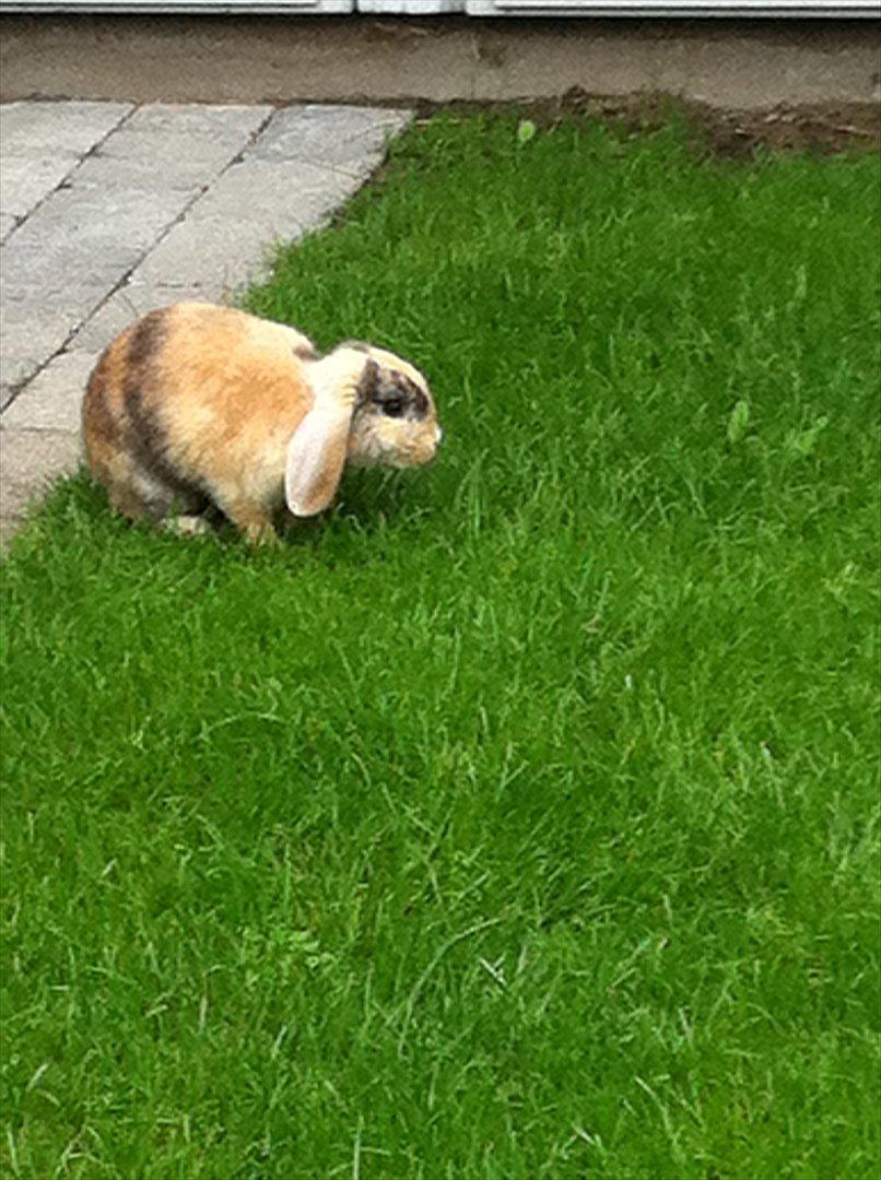 Kanin Gnaske billede 17