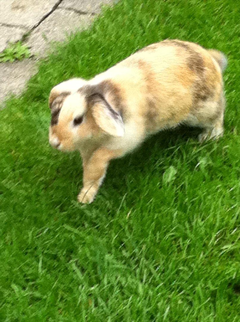 Kanin Gnaske - ynglings billed af gnaske!<3 billede 18