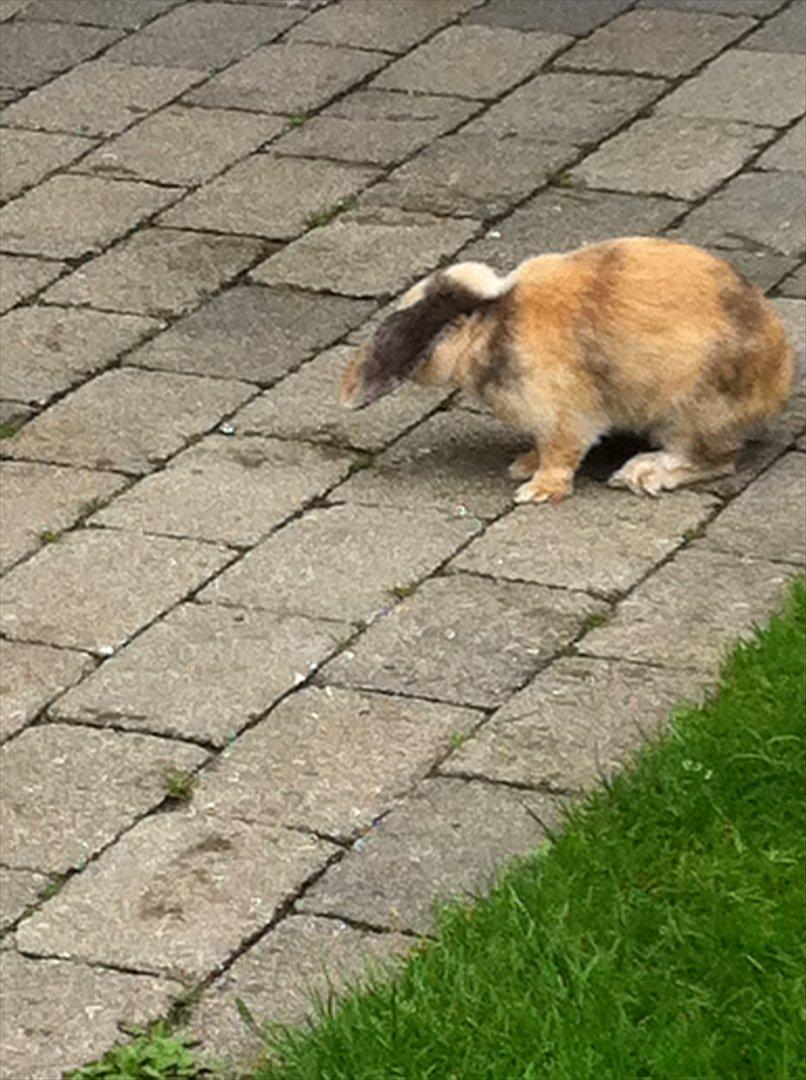 Kanin Gnaske - undskyld ! dårlig billed! billede 19