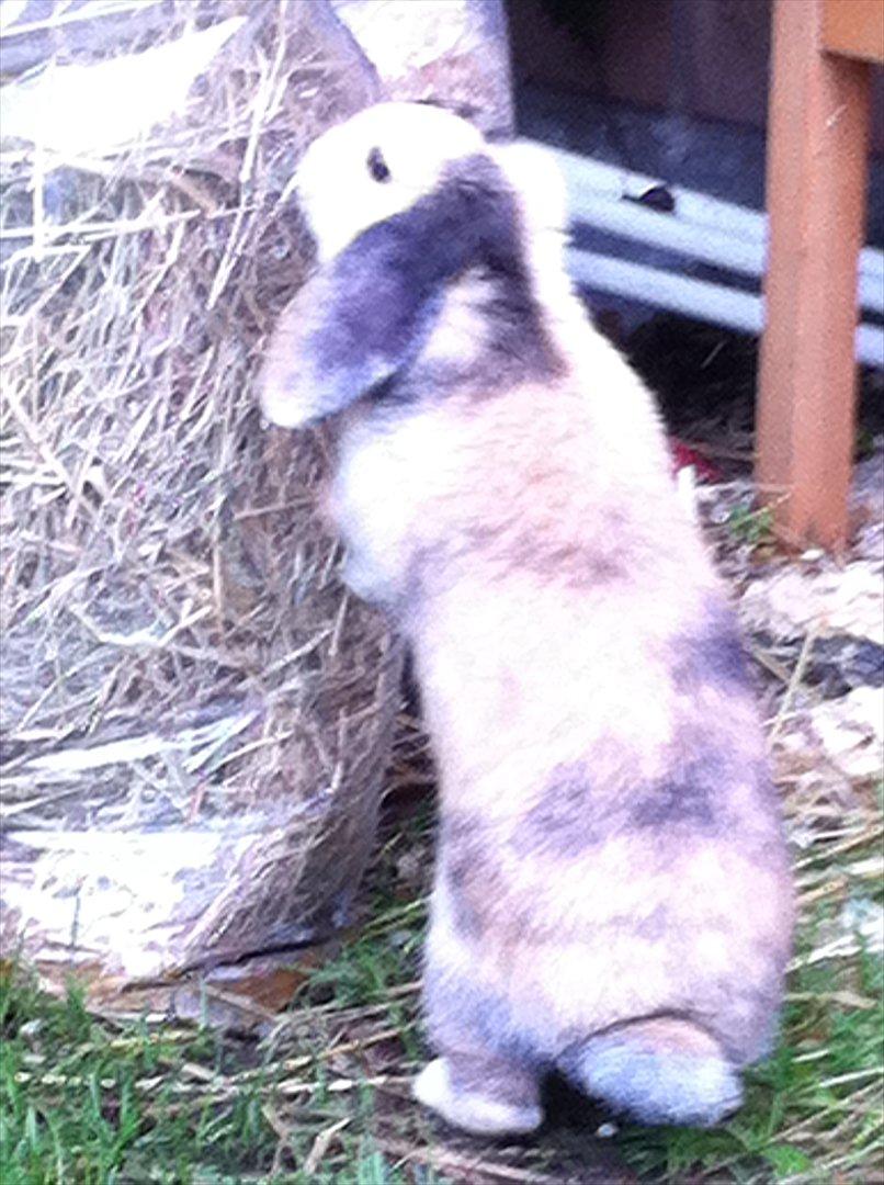 Kanin Gnaske - når enden er god er alting godt<3 billede 20