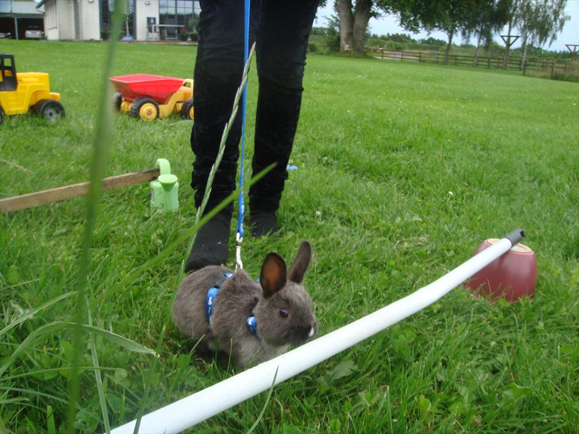 Kanin Filur <3 min kanin død :`( billede 5