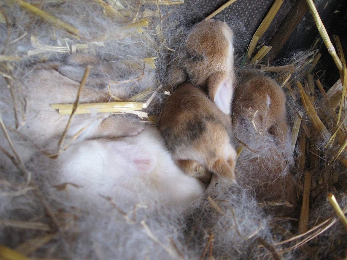 Kanin Sweet Candy - jeg skulle altid ligge øverst :) billede 2