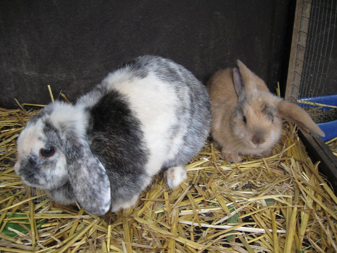 Kanin Sweet Candy - beskydt mig mor!! :D billede 3