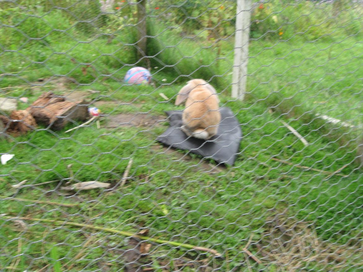 Kanin Sweet Candy - dejlig blød pude ;) billede 4