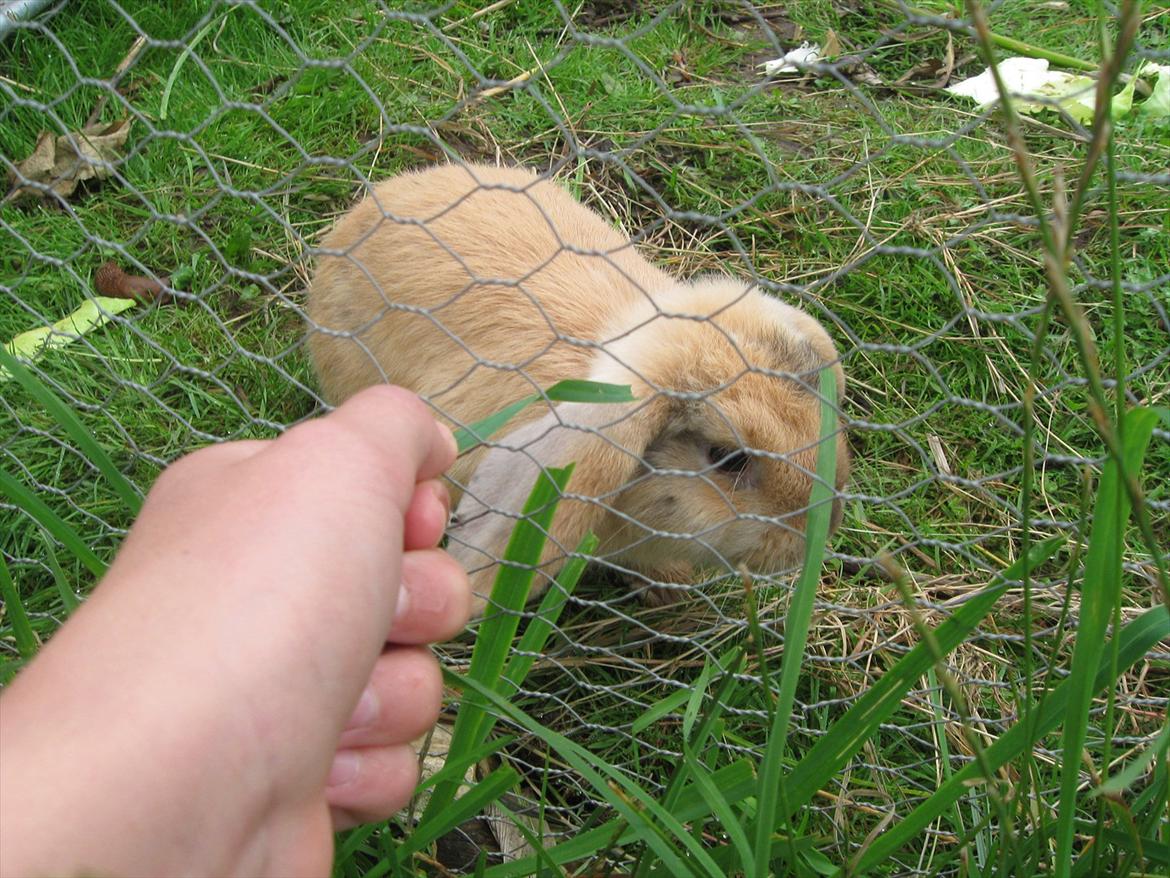 Kanin Sweet Candy billede 5