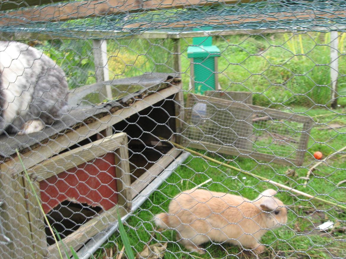 Kanin Sweet Candy billede 6