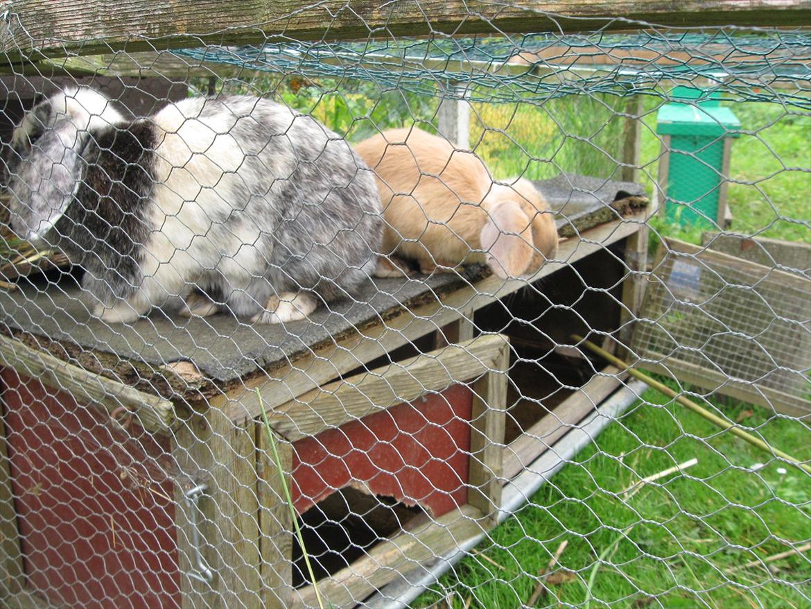 Kanin Sweet Candy - der er lang ned <3 ;) billede 7