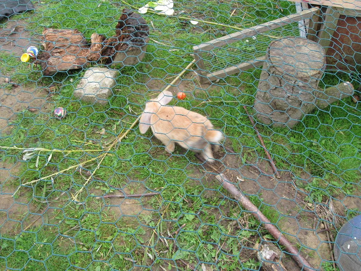 Kanin Sweet Candy - tror du jeg kan springe over pinden? billede 8