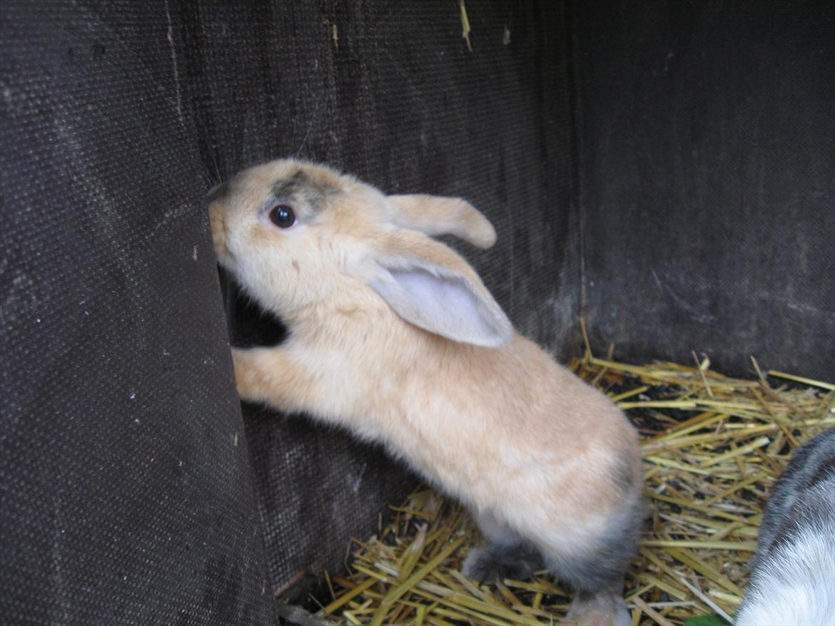 Kanin Sweet Candy billede 9