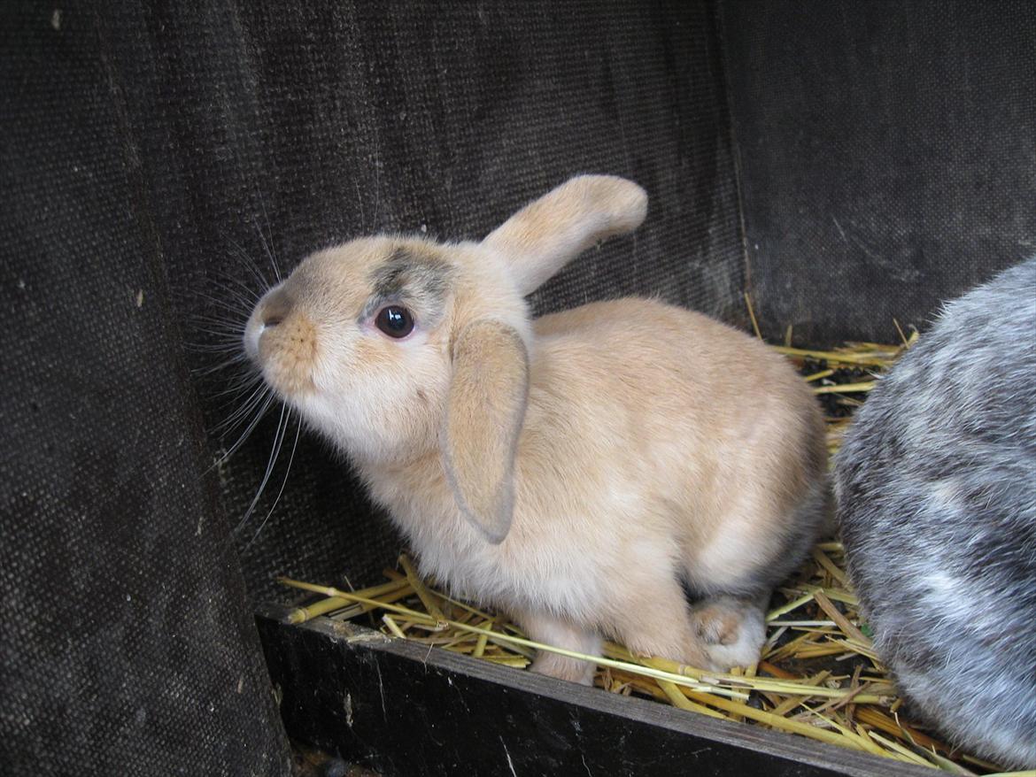 Kanin Sweet Candy billede 10