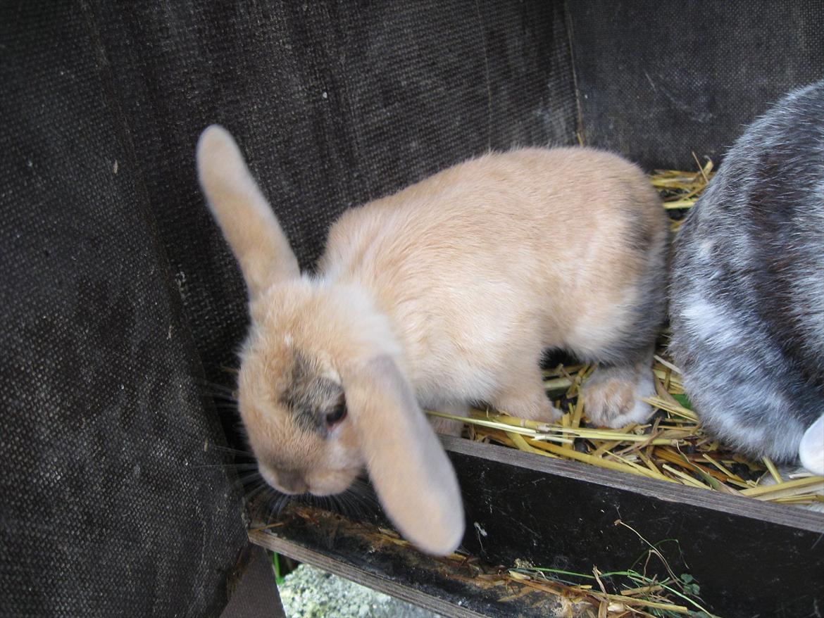 Kanin Sweet Candy billede 11