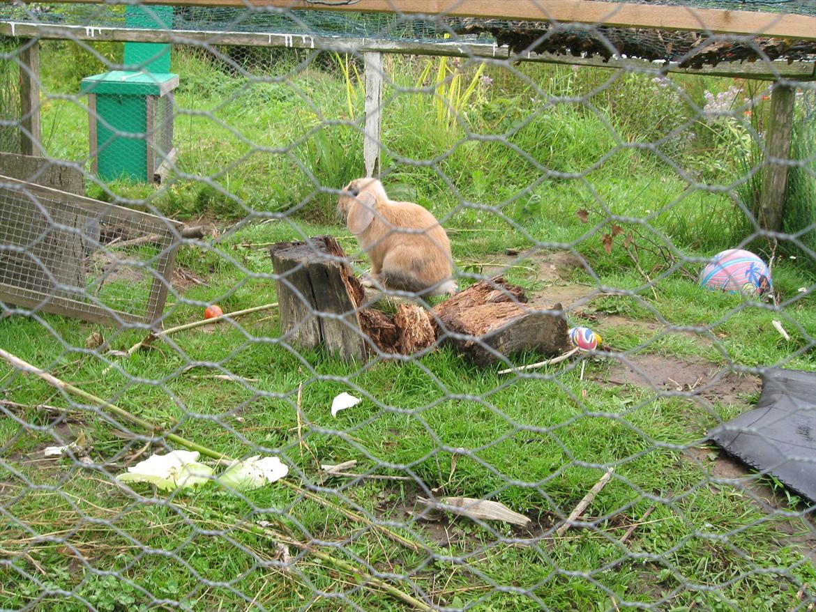 Kanin Sweet Candy billede 12