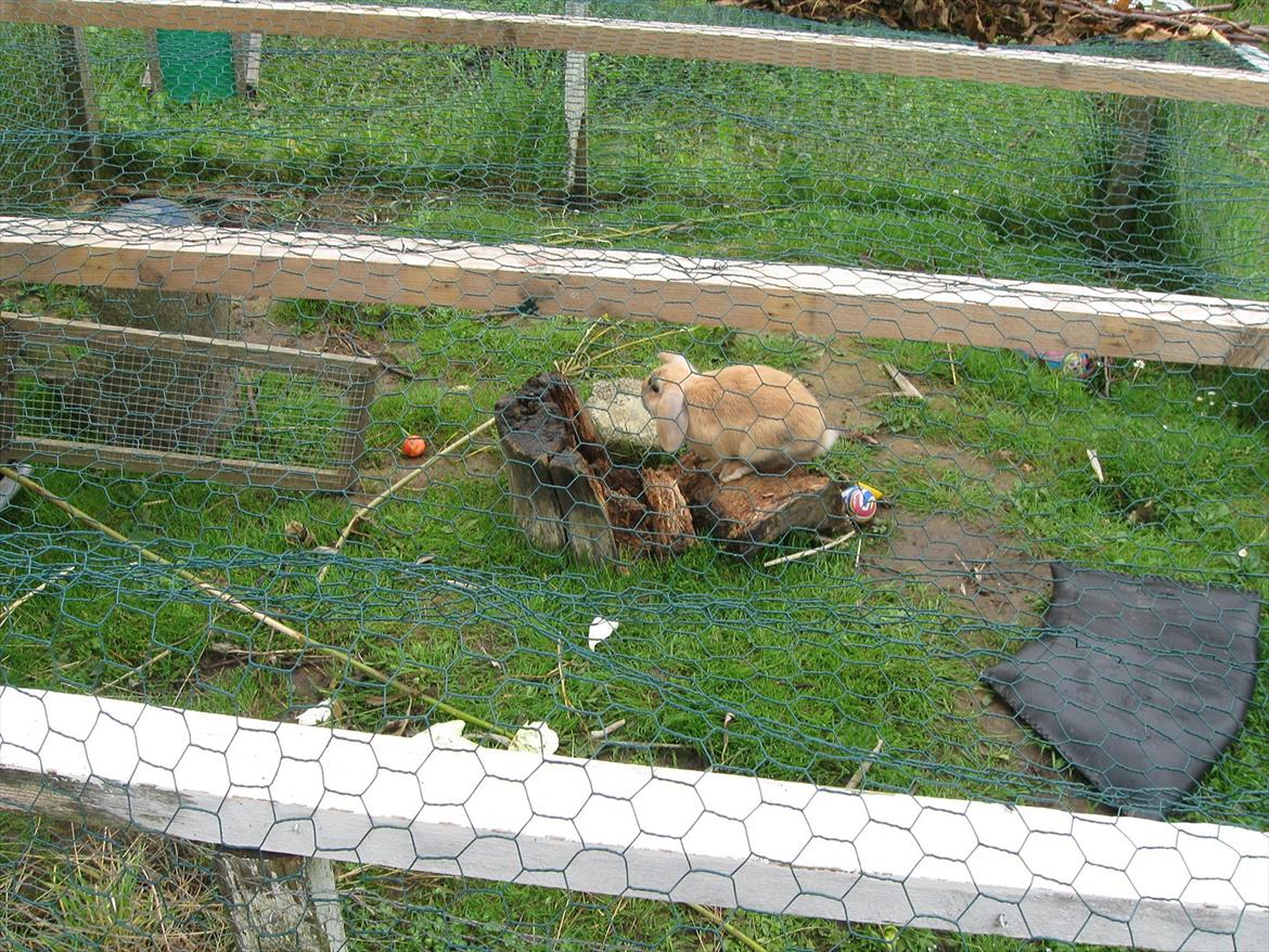 Kanin Sweet Candy billede 13