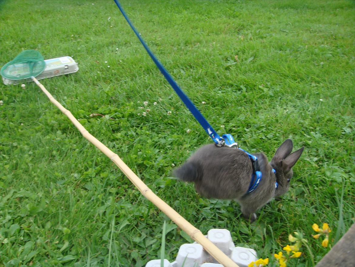 Kanin Filur <3 min kanin død :`( - ¨weeeeee hop :) <3<3<3<3<3 billede 6