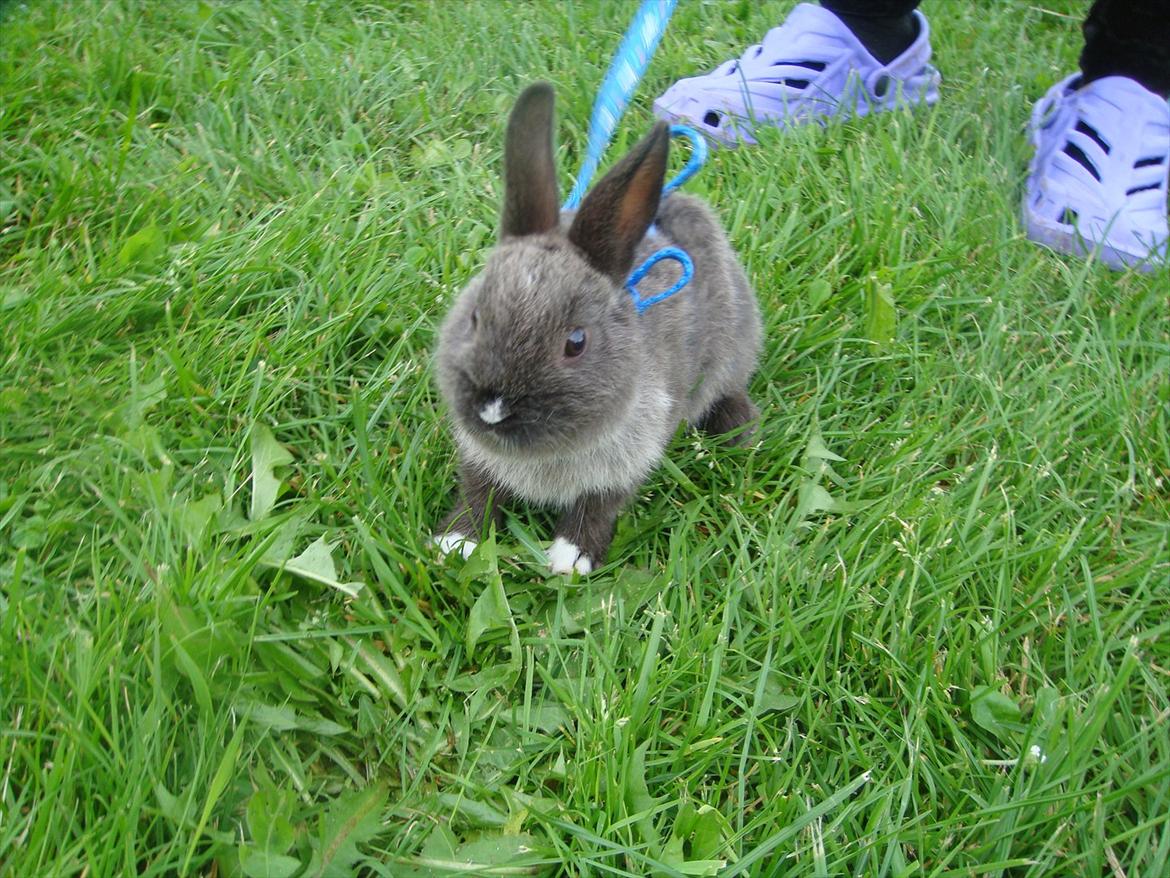 Kanin Filur <3 min kanin død :`( - så er jeg klar til at springe billede 7