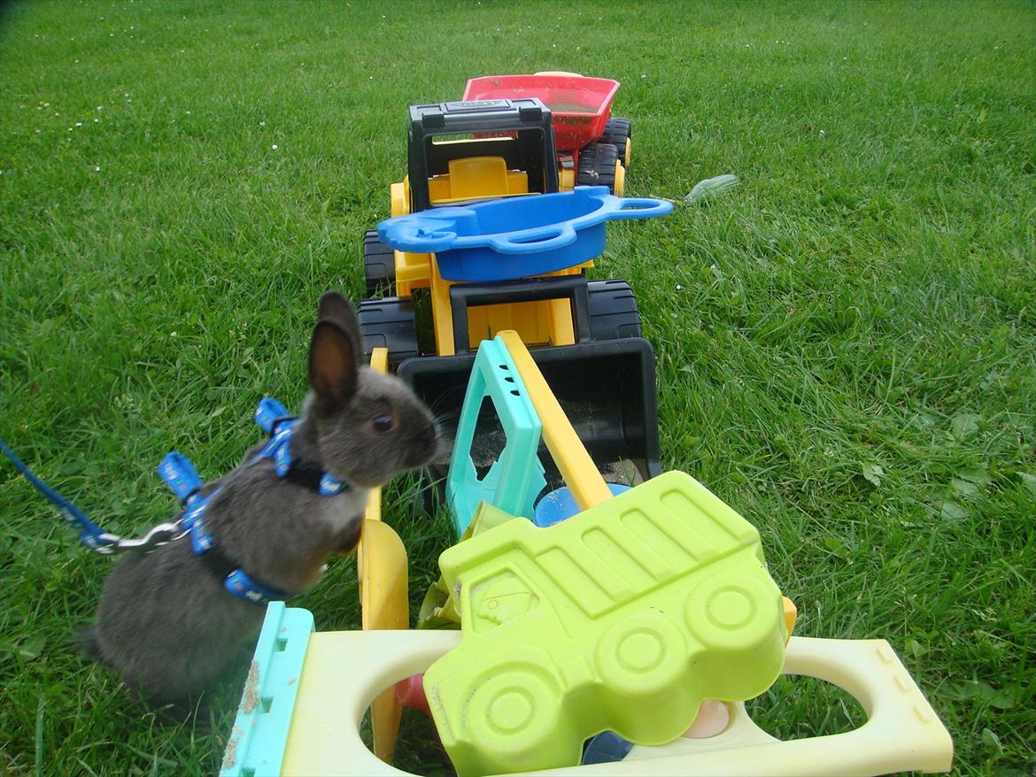 Kanin Filur <3 min kanin død :`( - spring!!!! billede 8