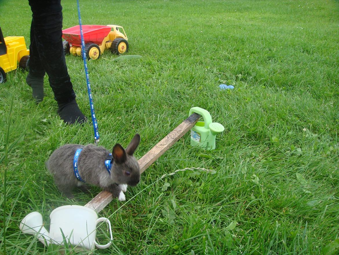 Kanin Filur <3 min kanin død :`( - weeeeeeee :D jeg bliver så glad når jeg ser dig springe :) billede 9