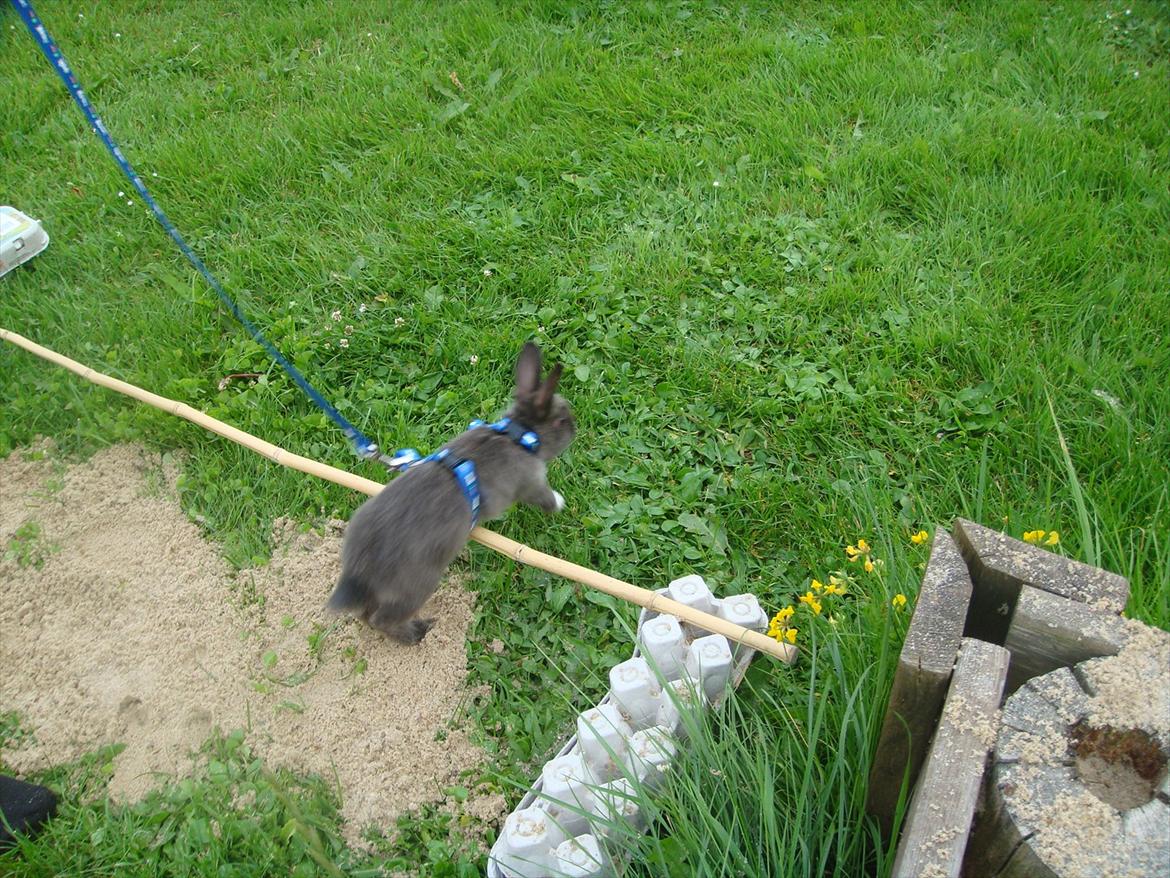 Kanin Filur <3 min kanin død :`( - nice <33<3 elsker dig skat !!! billede 10