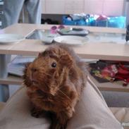 Marsvin Kengo † R.I.P min engel †