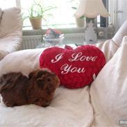 Marsvin Kengo † R.I.P min engel †