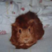 Marsvin Kengo † R.I.P min engel †