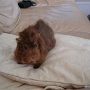 Marsvin Kengo † R.I.P min engel †