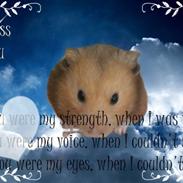 Hamster Hamtaro *RIP 8/11-2010*
