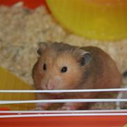 Hamster Hamtaro *RIP 8/11-2010*